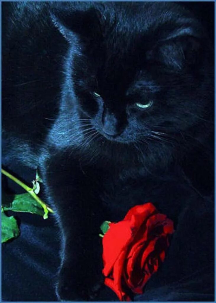 Черные котята с розами. Чёрный кот с розой. Черные коты. Кошечка черная. Черно розовую кошку