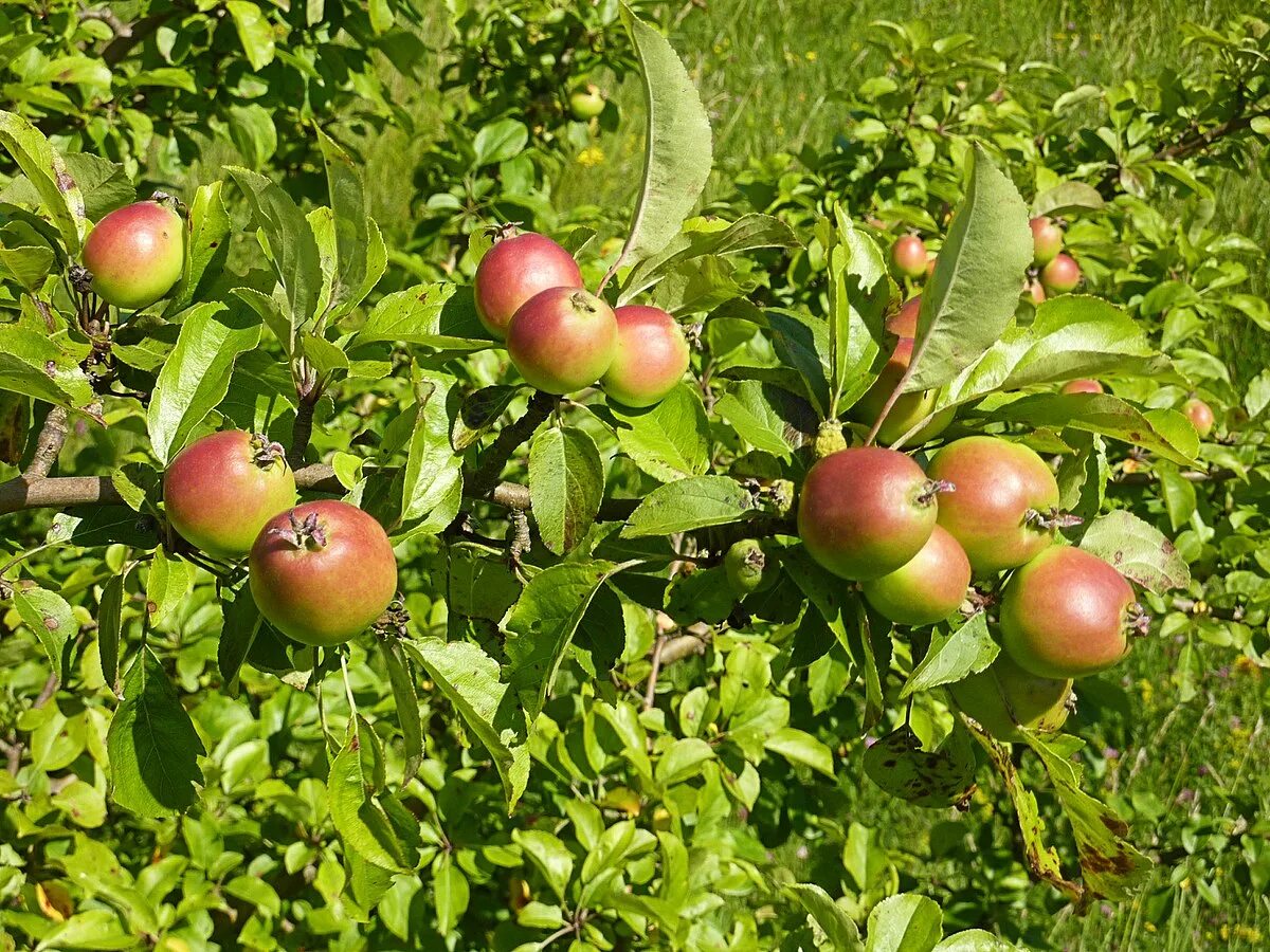 Дикая яблоня в лесу. Яблоня Дикая Malus Sylvestris. Яблоня Лесная (дичок). Яблоня Лесная (Дикая) (Malus Sylvestris). Яблоня дичка.