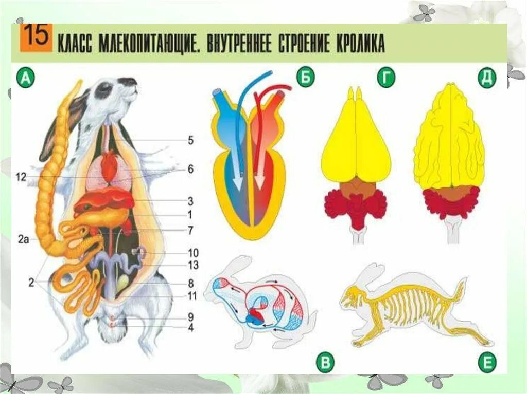 Строение млекопитающих. Системы органов животных. Внешнее и внутреннее строение млекопитающих. Внутренние органы живота. Внутреннее строение млекопитающих рисунок