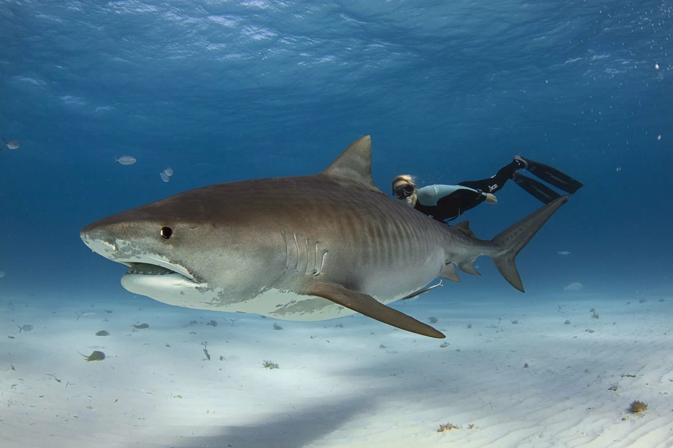 Тигровая акула. Тигровая акула. Акула тигр. Акула тигр. Тигровая акула и белая акула.