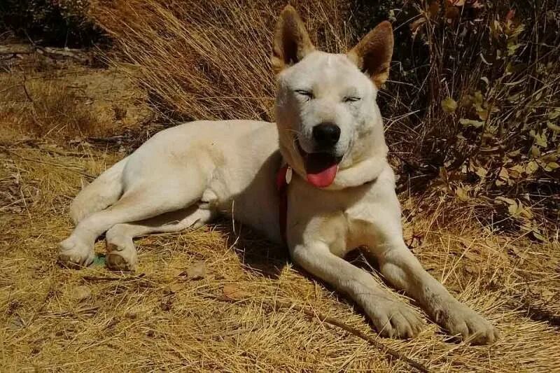Korean Jindo Dog Breed Information and Pictures - PetGuide Jindo dog, Jindo, Dog