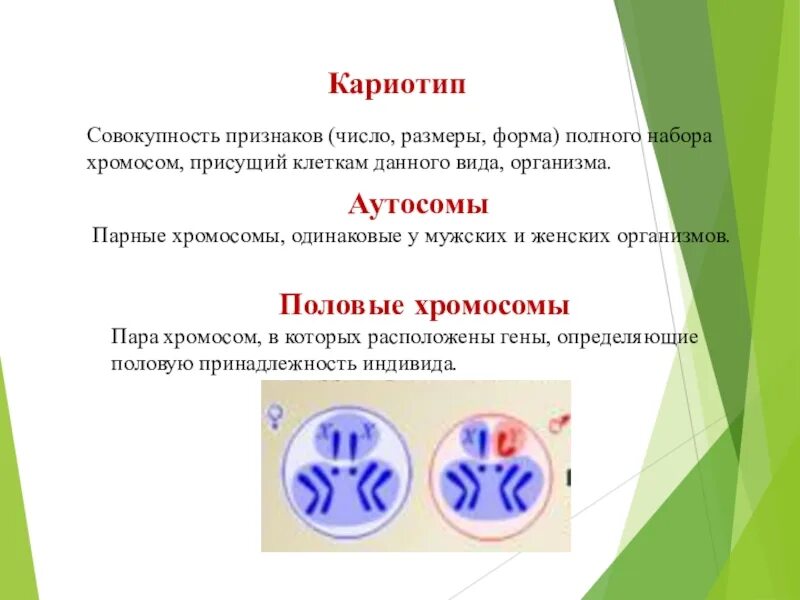 Кариотип это совокупность признаков. Половые хромосомы и аутосомы. Сцепленное с полом наследование. Кариотип совокупность признаков набора хромосом. Число размер и форма хромосом. Парные одинаковые хромосомы