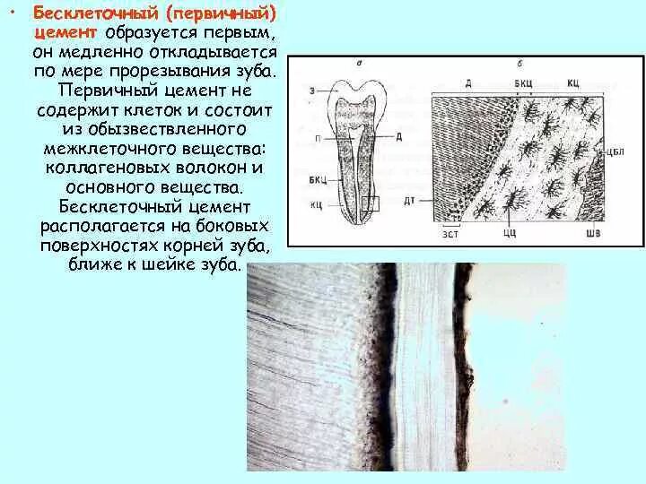 Цемент гистология. Строение зуба бесклеточный цемент. цемент корня зуба гистология. бесклеточный цемент зуба гистология. строение зуба гистология клеточный цемент.