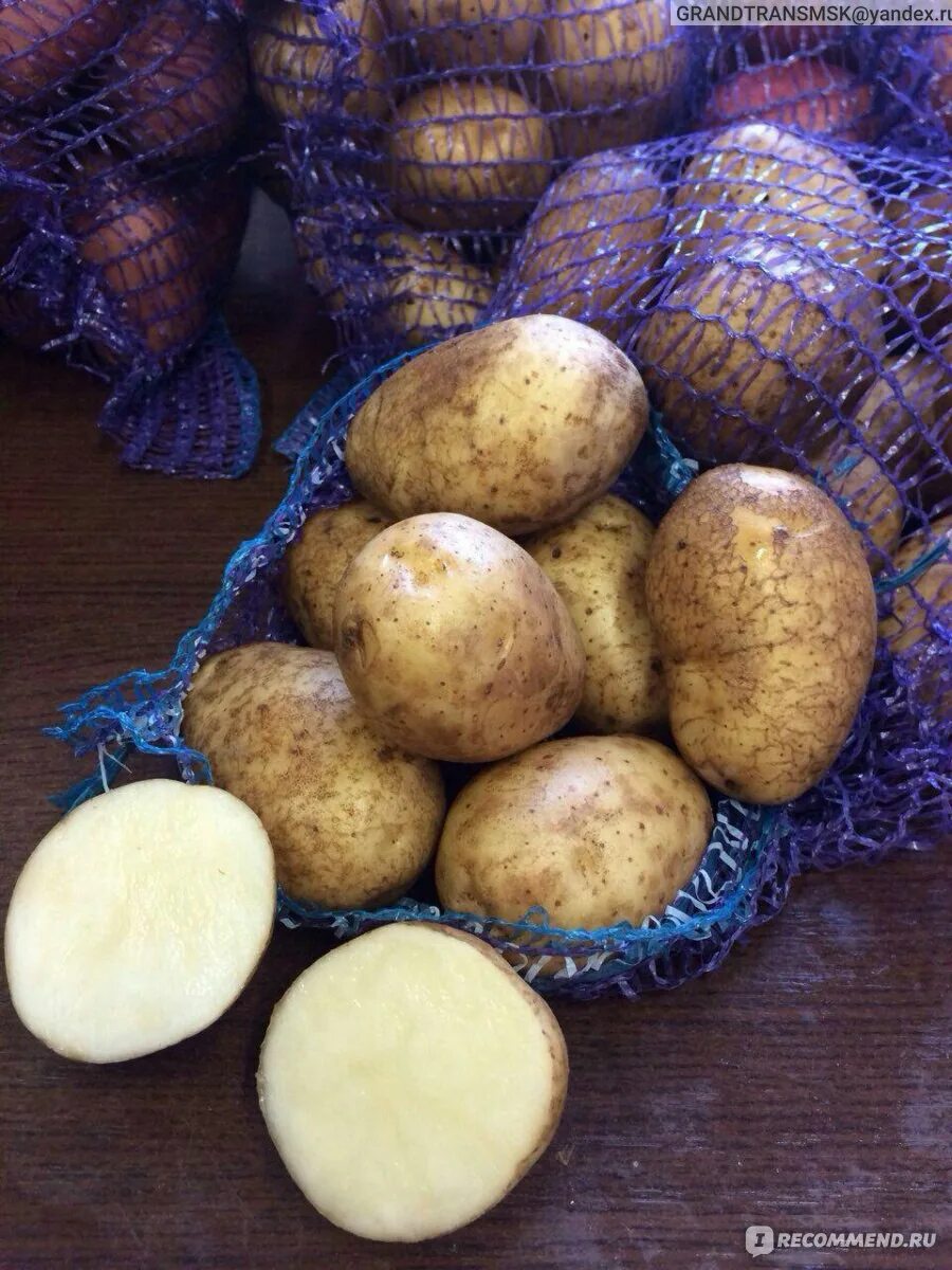 Семенной картофель Вега. Сорт картофеля Вега. Сорт картофеля Зекура. Семенной картофель сорт элита.