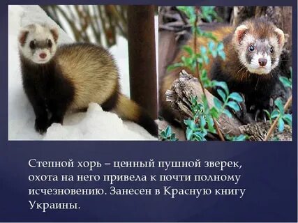 Хорек краткое описание