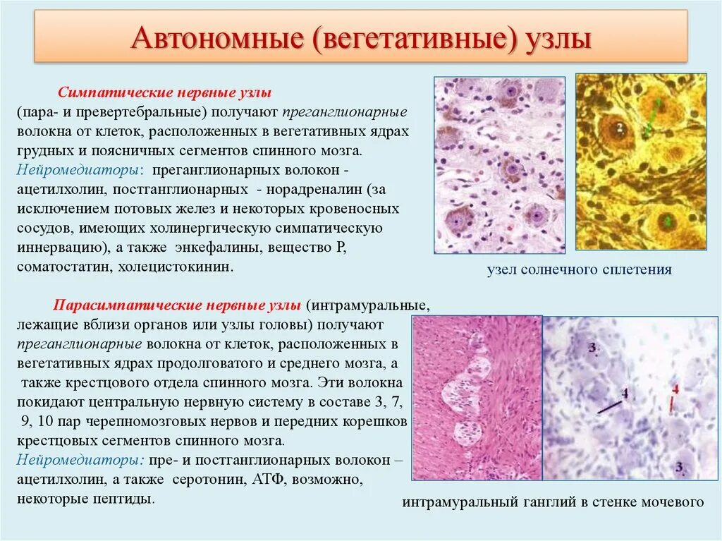 Строение нервного узла. Интрамуральные ганглии гистология. Строение вегетативного узла гистология. Строение вегетативного нервного узла. Вегетативный ганглий микропрепарат гистология.