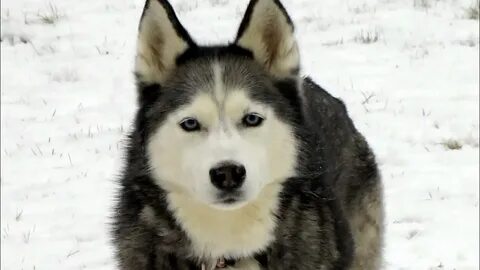 Siberian mp4