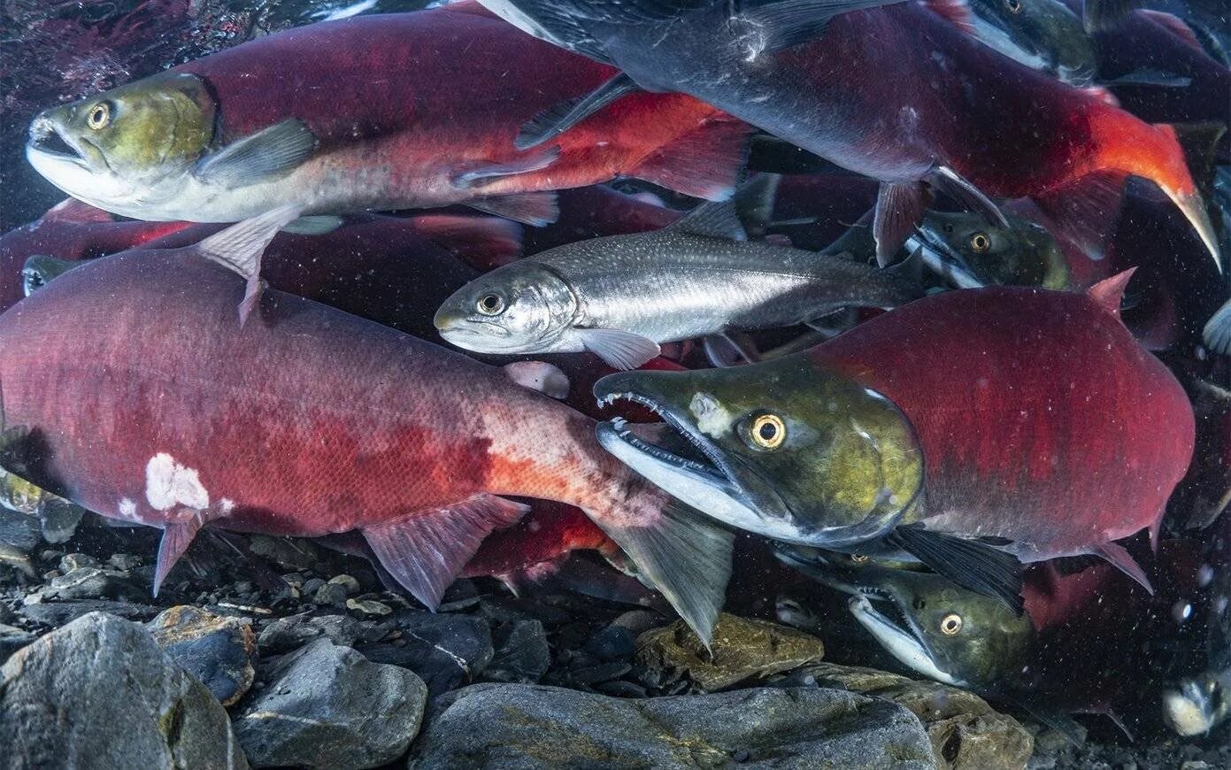 Кижуч (Oncorhynchus kisutch). Чавыча дикий лосось. Лосось Дальневосточный нерка. Отряд Лососеобразные лососевые. Крупные лососевые рыбы