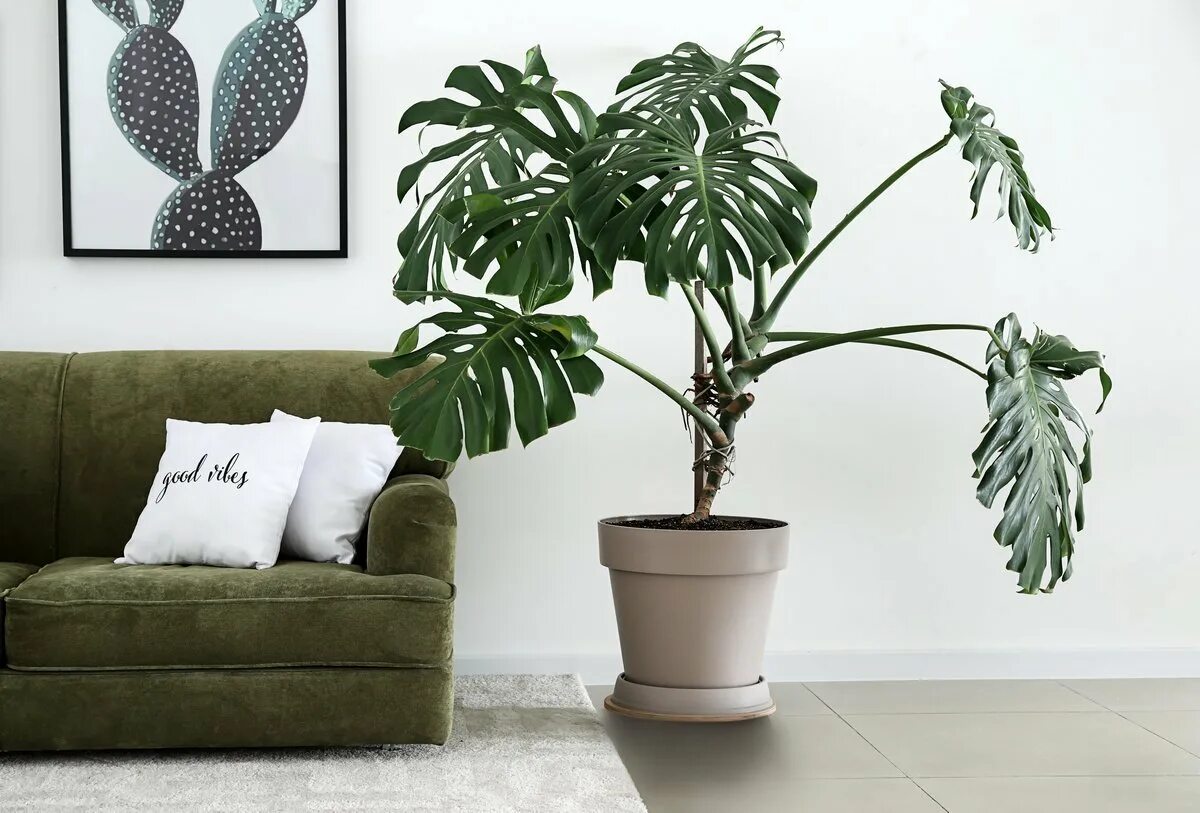 Монстера делициоза (monstera deliciosa). Комнатная пальма рапис. Монстера крупнолистная. Монстера деликоса. Пальма арека ховея хризалидокарпус.