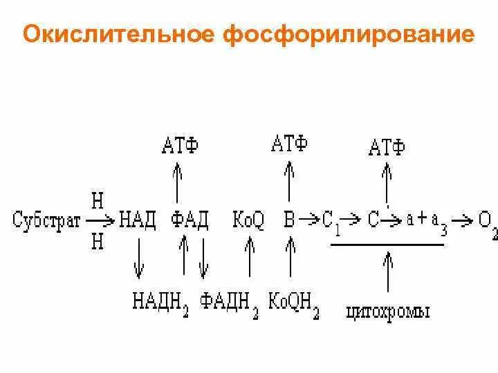 Фосфорилирование биохимия. Окислительное фосфорилирование примеры реакций. Окислительное фосфорилирование схема. Механизм окислительного фосфорилирования биохимия. Процесс окислительного фосфорилирования происходит в.