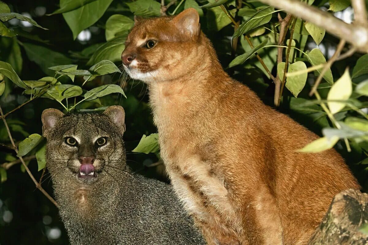 Леопард оцелот. Ягуар южная америка. Оцелот южная америка. Семейство кошачьих оцелот. Адам оцелот.