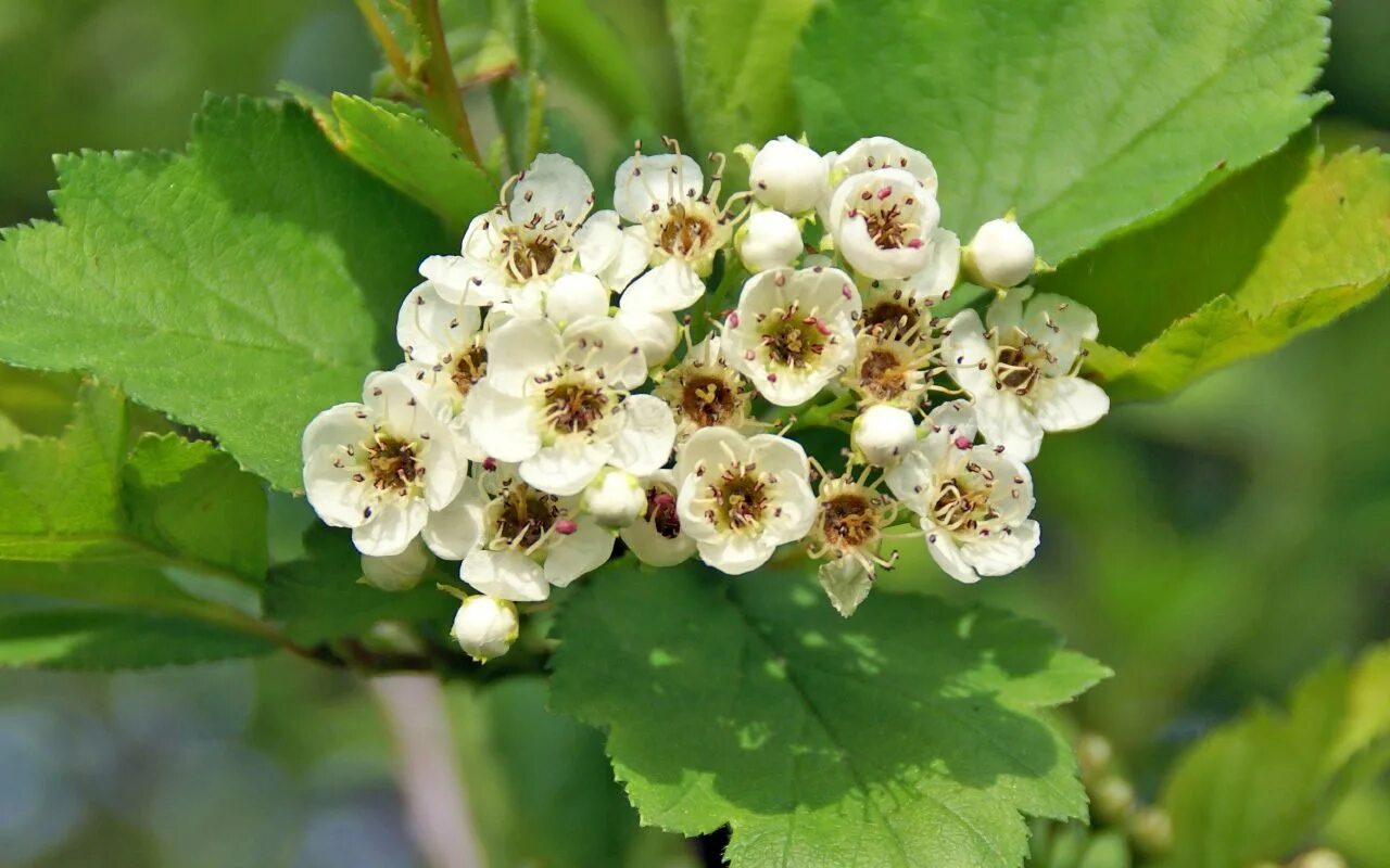 Боярышник запах цветков. Цветки боярышника. Цветки боярышника. Боярышник розовоцветный. Боярышник волосистоцветковый.