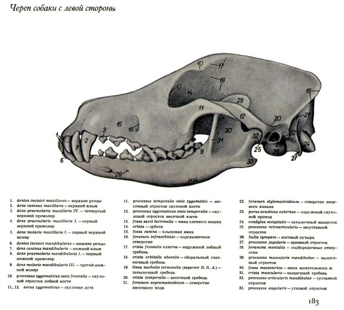 Отдел скелета челюсти. Сагиттальный распил черепа собаки. Сагиттальный распил черепа коровы. Скелет головы собаки анатомия. Строение костей черепа собаки.