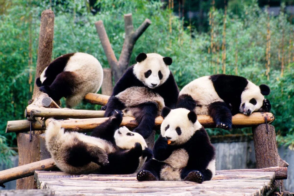 Pandas result