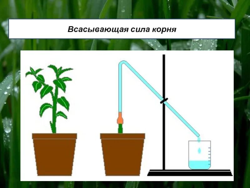 Опыт доказывающий поглощение воды корнем. Опыт доказывающий Корневое давление у растений. Опыт всасывание воды корнями. Корневое давление 6 класс биология.