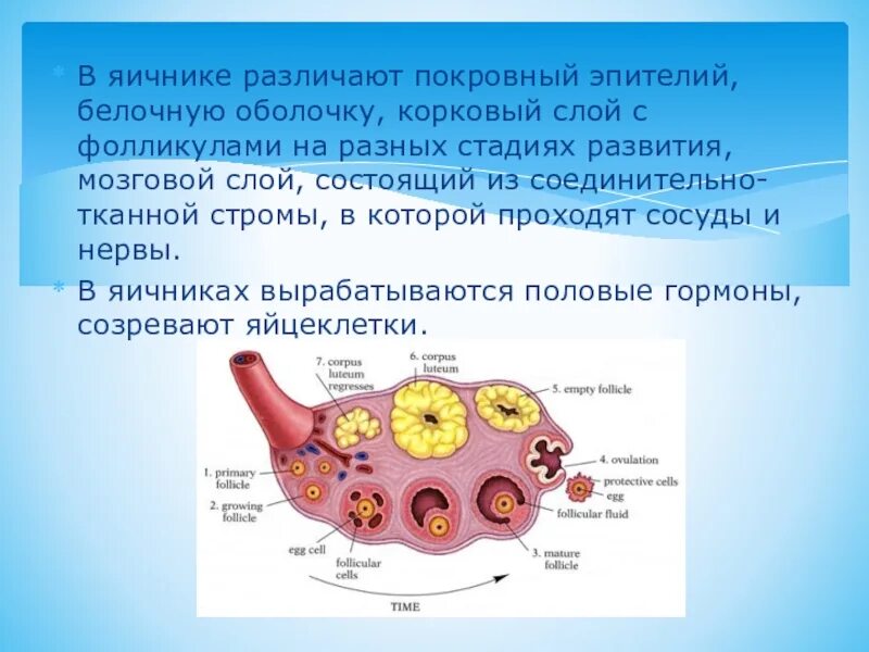 В фолликуле яичника происходит оплодотворение. Стадии развития фолликула в яичнике. Оболочки фолликула яичника. Образование фолликулов в яичниках.