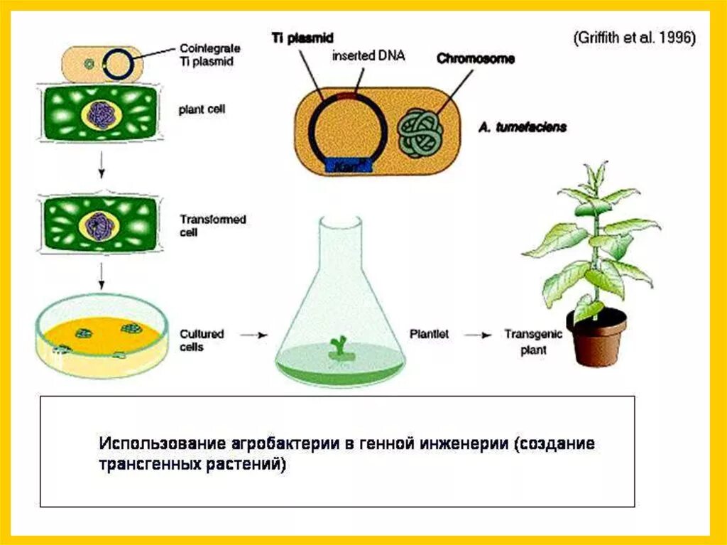 Плазмиды биотехнология. Создание трансгенных растений. Схема получения трансгенных растений. Получение трансгенного растения. Этапы получения трансгенных растений.