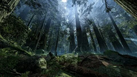 Forest 16
