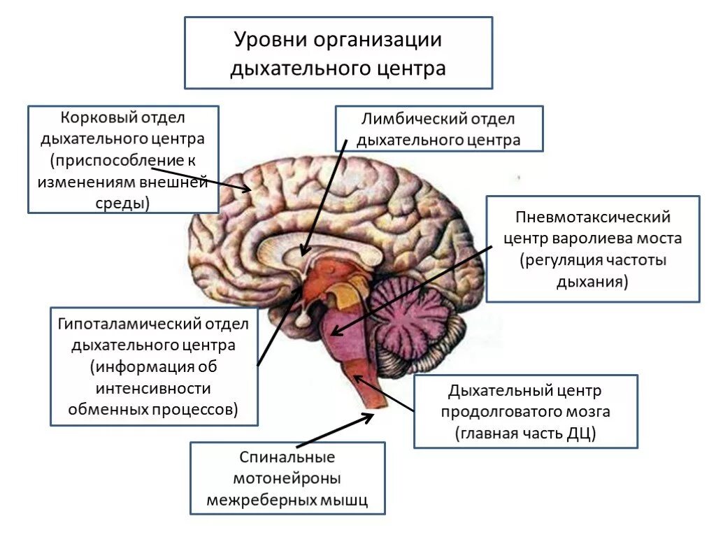 Сердечный центр головного мозга. Дыхательный рефлекс отдел мозга. Отделы головного мозга центры регуляция дыхания. Дыхательный центр продолговатого мозга. Отдел головного мозга в котором расположен центр дыхания.