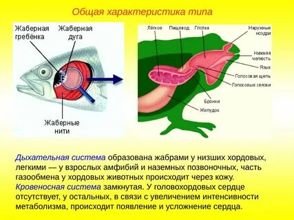 Тип хордовые органы дыхания