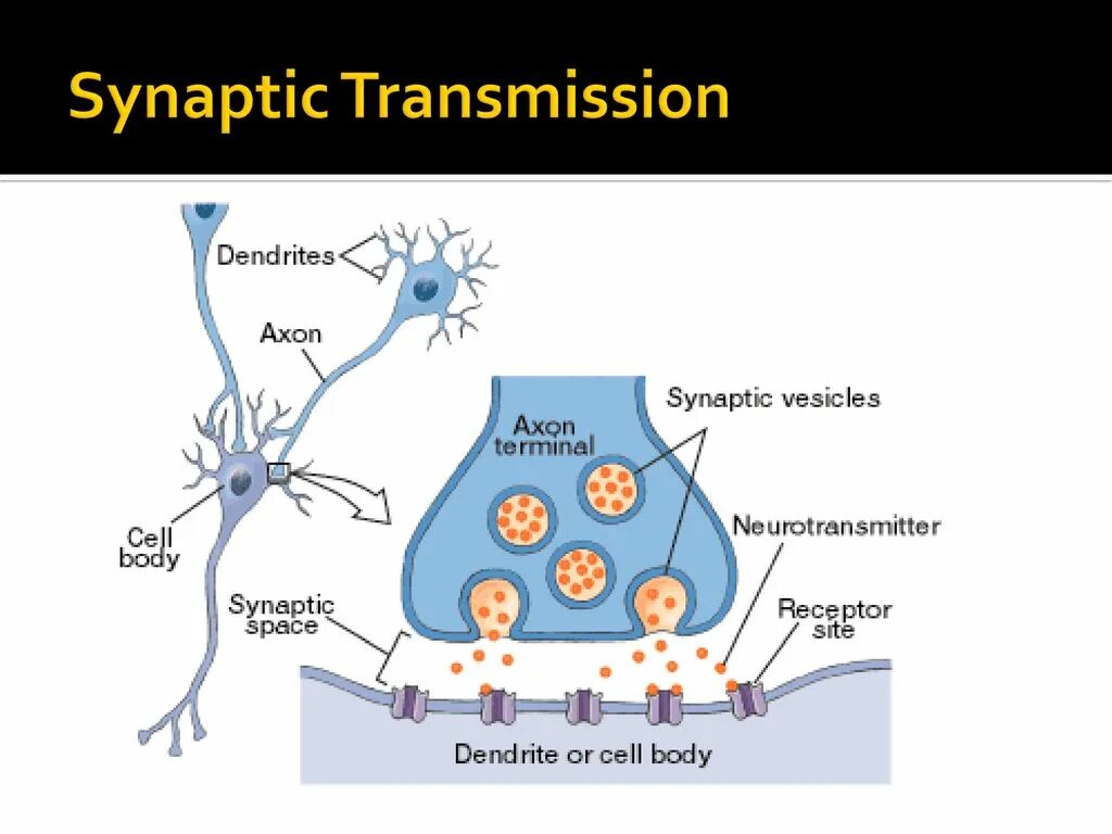 Синаптогенез процесс. Синаптогенез схема. Терминаль аксона. Терминал Axon.