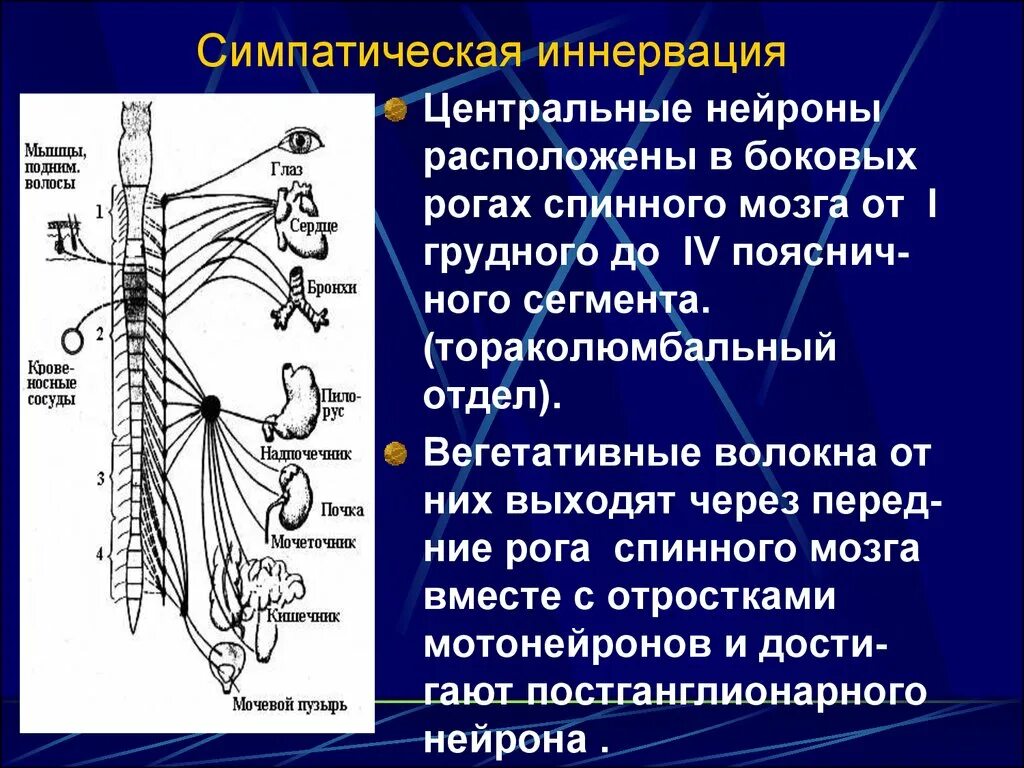 Нервные узлы и нейрон. Вегетативная нервная система схема спинного мозга. Иннервация вегетативной нервной системы. Зоны иннервации симпатического отдела вегетативной нервной системы. Иннервация спинномозговых нервов l2-l3.