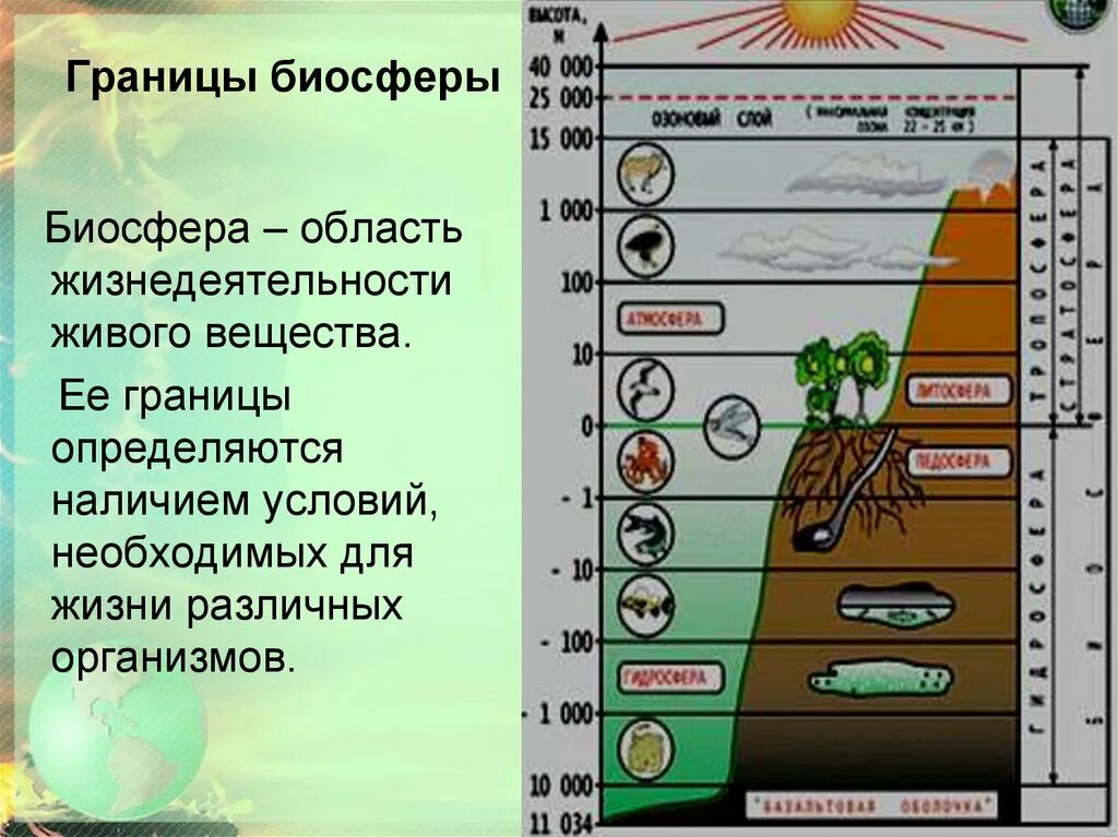 Количество живых организмов на земле. Границы биосферы схема 9 класс. Границы биосферы состав биосферы. Структура и функции биосферы, ее границы.. Границы биосферы ЕГЭ биология.