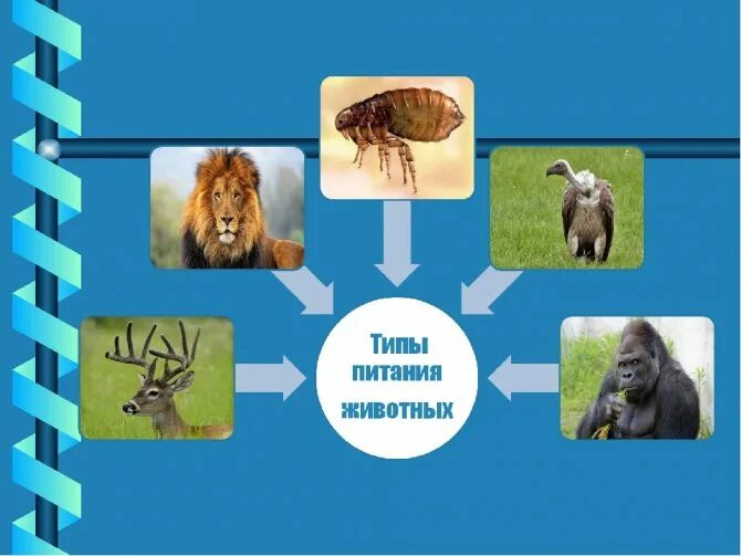 Типы питания животных. Питание животных 6 класс. Приспособления для питания животных. Травоядные животные.