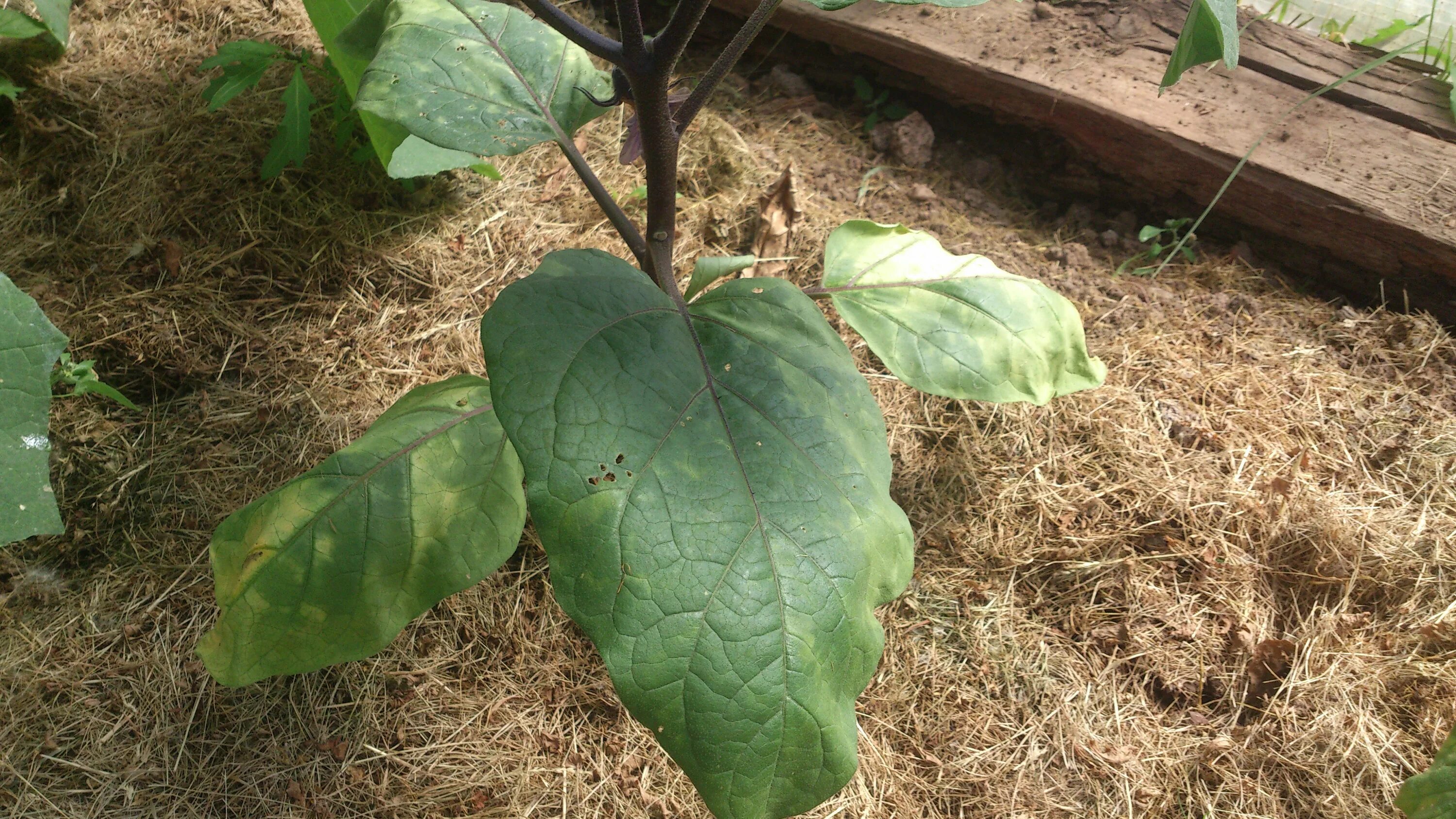 Антракноз рассады баклажанов. Фузариозное увядание баклажанов. Фомоз рассады баклажан. Фитофтороз баклажан. Хлороз рассады перцев.