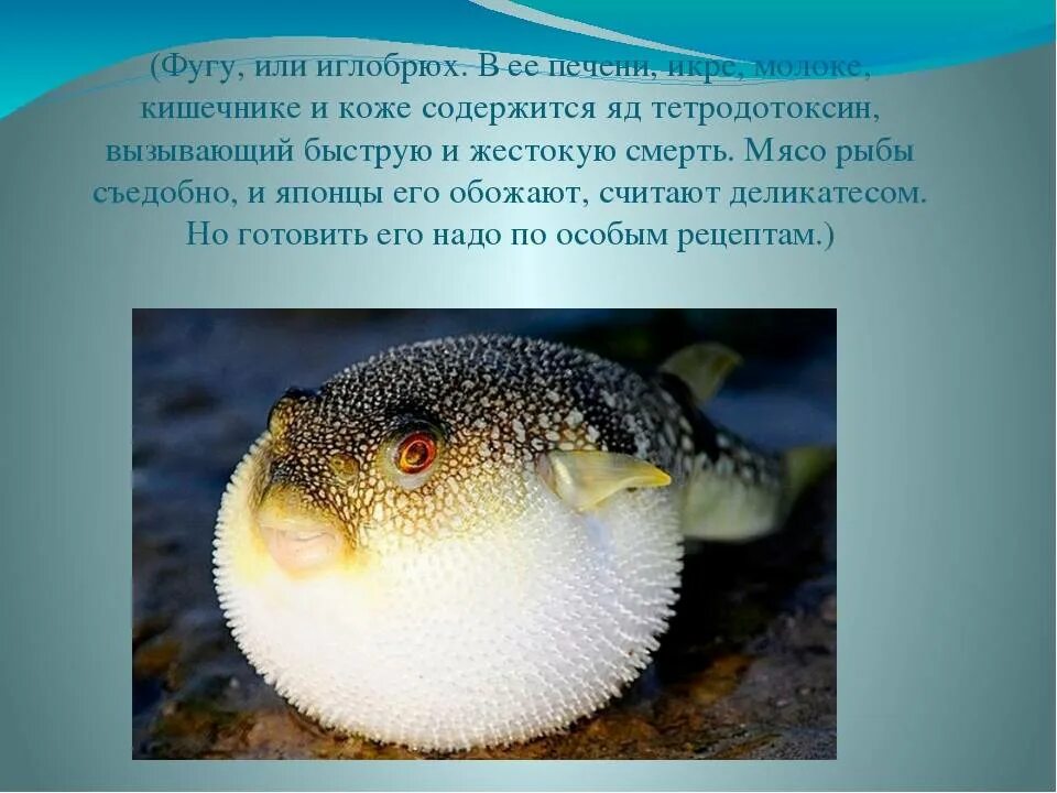 Сообщение о рыбе фугу. Иглобрюх фугу. иглобрюх рыба фугу. рыба фугу тетродотоксин. рыба фугу ядовитые части.