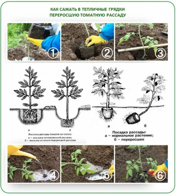Заглубляют ли огурцы при пересадке. Высадка рассады помидор в открытый грунт. Схема посадки томатов в открытый грунт рассадой. Высадка переросшей рассады. Посадка переросшей рассады томатов.
