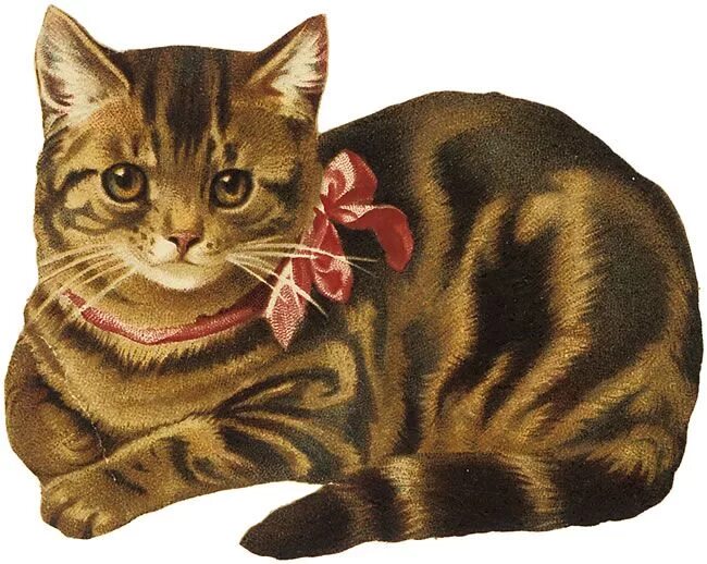 Анимашка кот