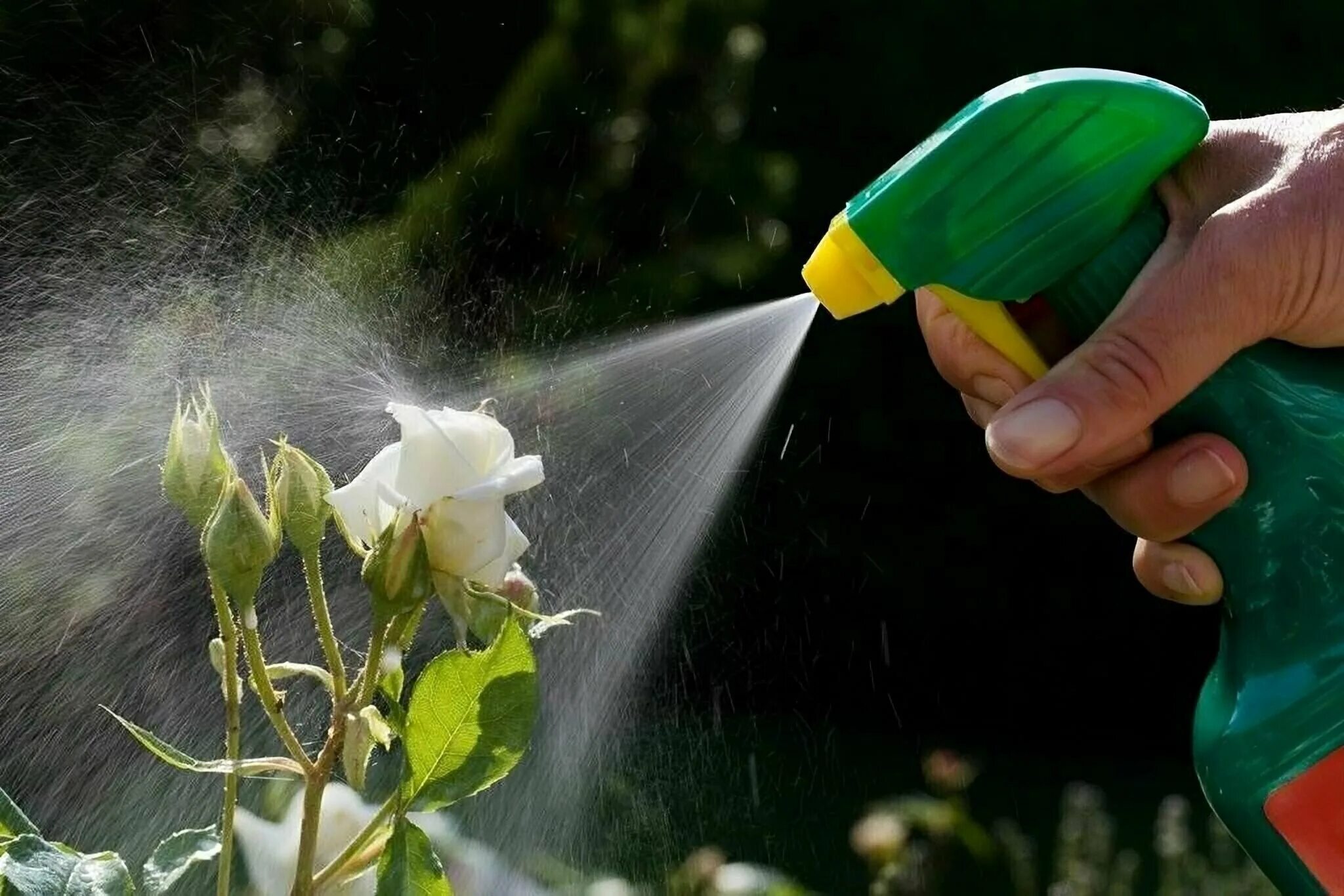 Жидкость для полива растений. Защита растений от вредителей. Опрыскивание растений. Обрызгивание растений. Химический метод борьбы с вредителями.