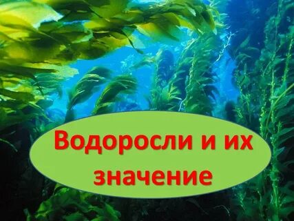 Водоросли в жизни человека 7 класс