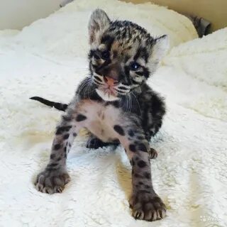 Котята за 1 рубль