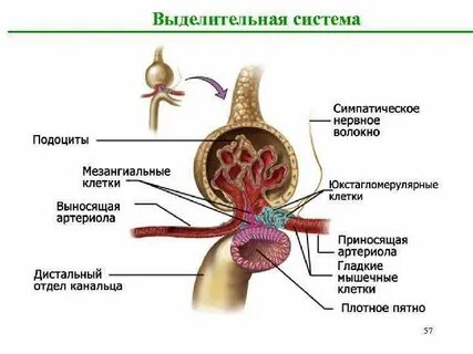 К выделительной системе органов относят
