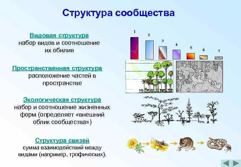 Структура сообщества видовая пространственная трофическая. Структура биоценоза видовая пространственная трофическая. Видовая структура биоценоза схема. Видовой состав биоценоза. Биоценоз леса пример