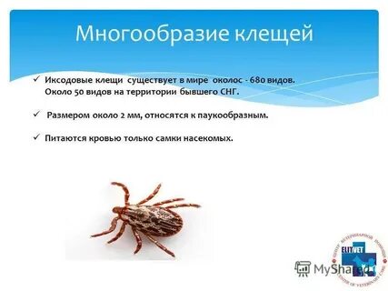 Особенности клещей
