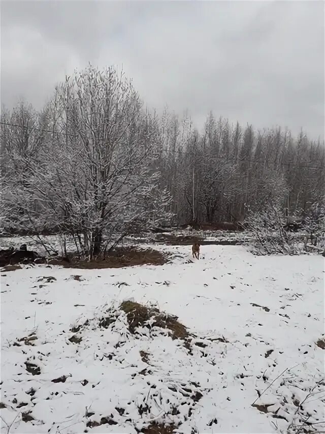 Лит пермь. Лит пермь