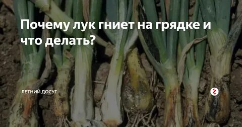 Гниет лук на грядке чем