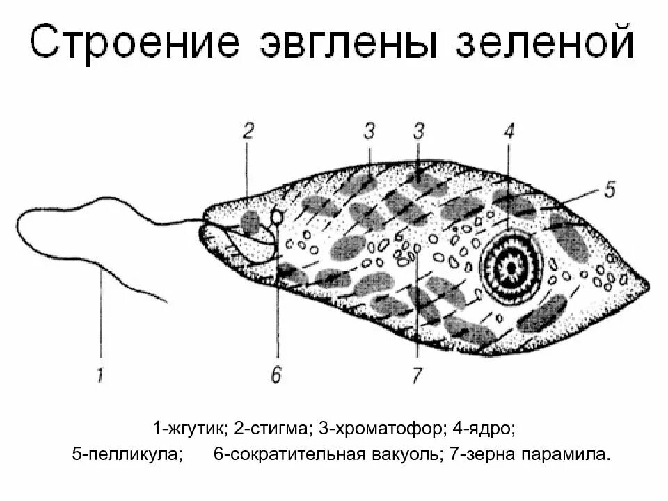 1 жгутик. Жгутиконосцы эвглена зеленая. Класс жгутиковые строение. Ядро жгутиковые эвглена зеленая. 1 жгутик.