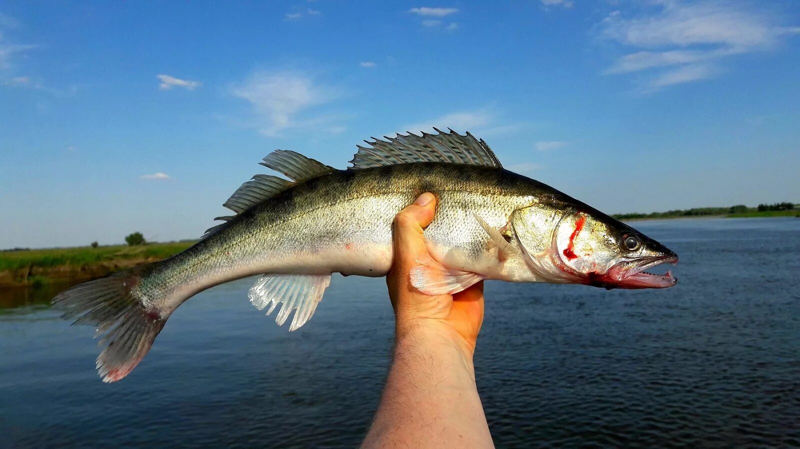 Судак и щука. Щука вятка. Судак на ладоге. Бугор для рыбалки. Судак рыба и щука.