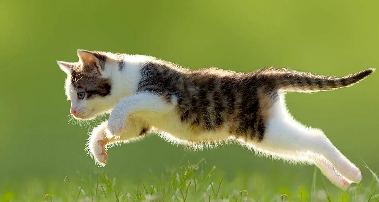 Кошка гонится. Кошка бежит фото. Кошка в прыжке картинки. Котенок убегает. Погоня за котом.