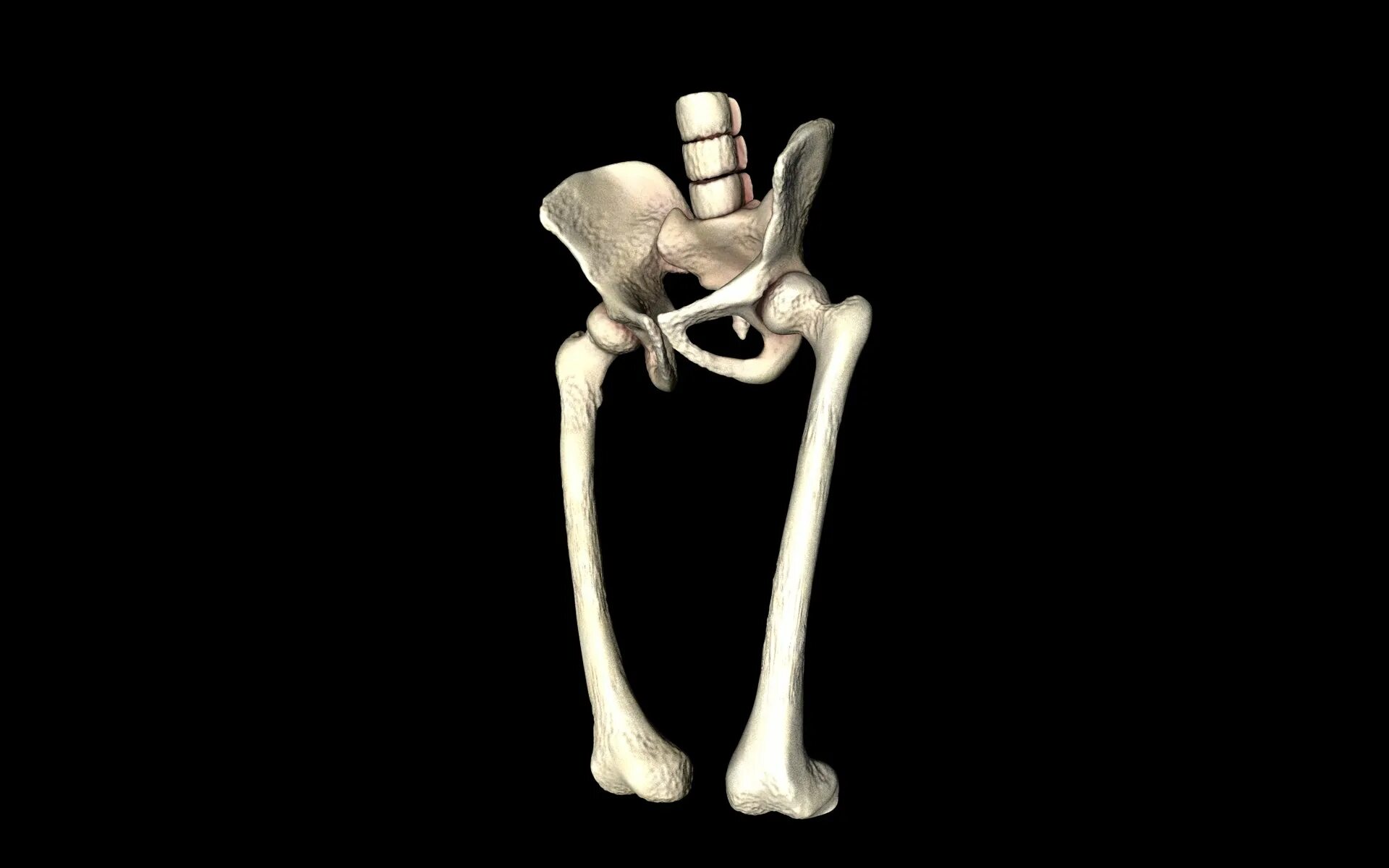Три тазовые кости. Тазобедренный сустав 3д. Бедренная кость 3 д анатомия. Тазовая кость 3д модель. 3д анатомия тазобедренного сустава.