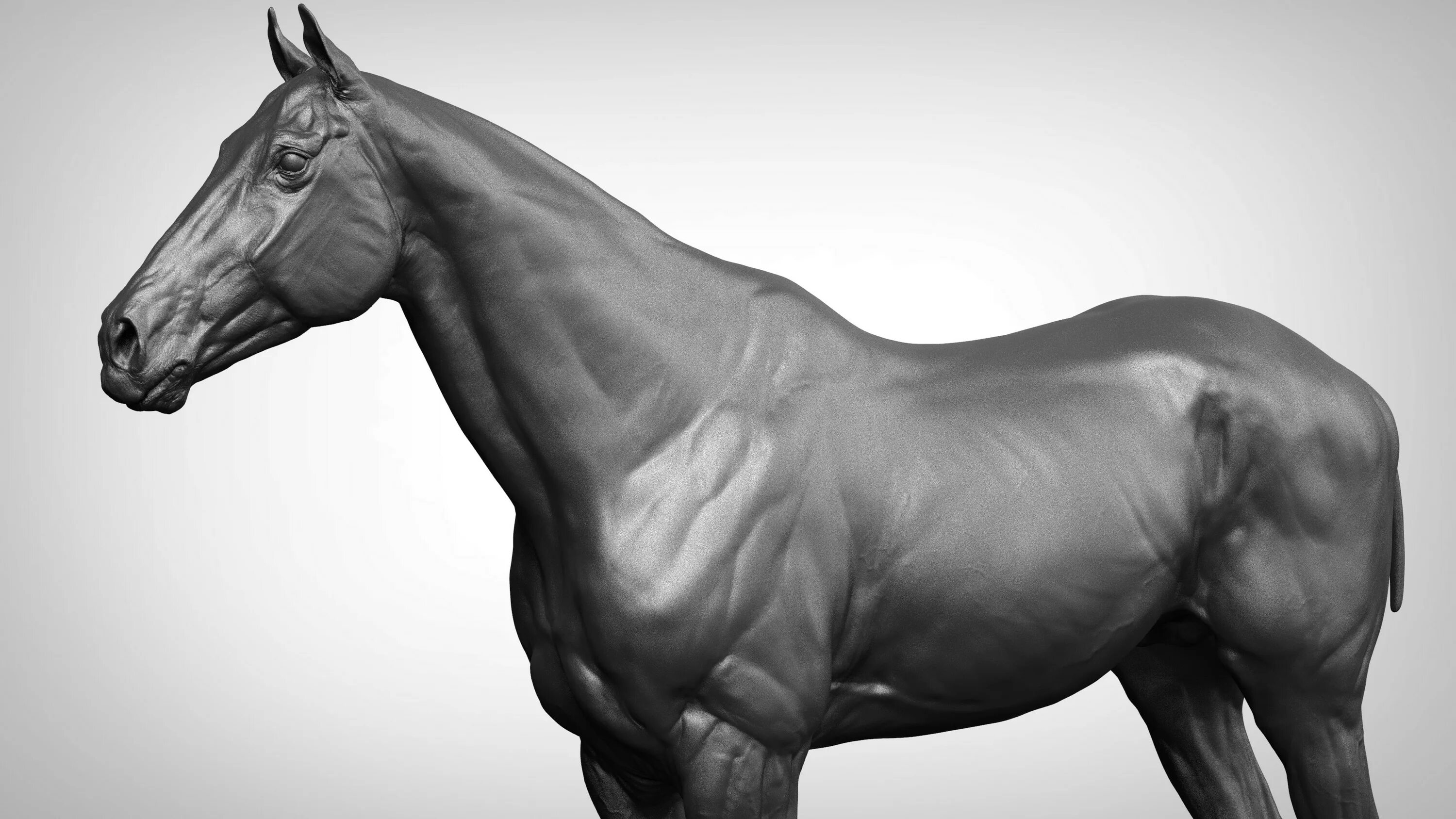 Анатомия лошади. Лошадь скульптура анатомия. Модель лошадь анатомическая. Конь фигура. Телосложение лошади 5 букв