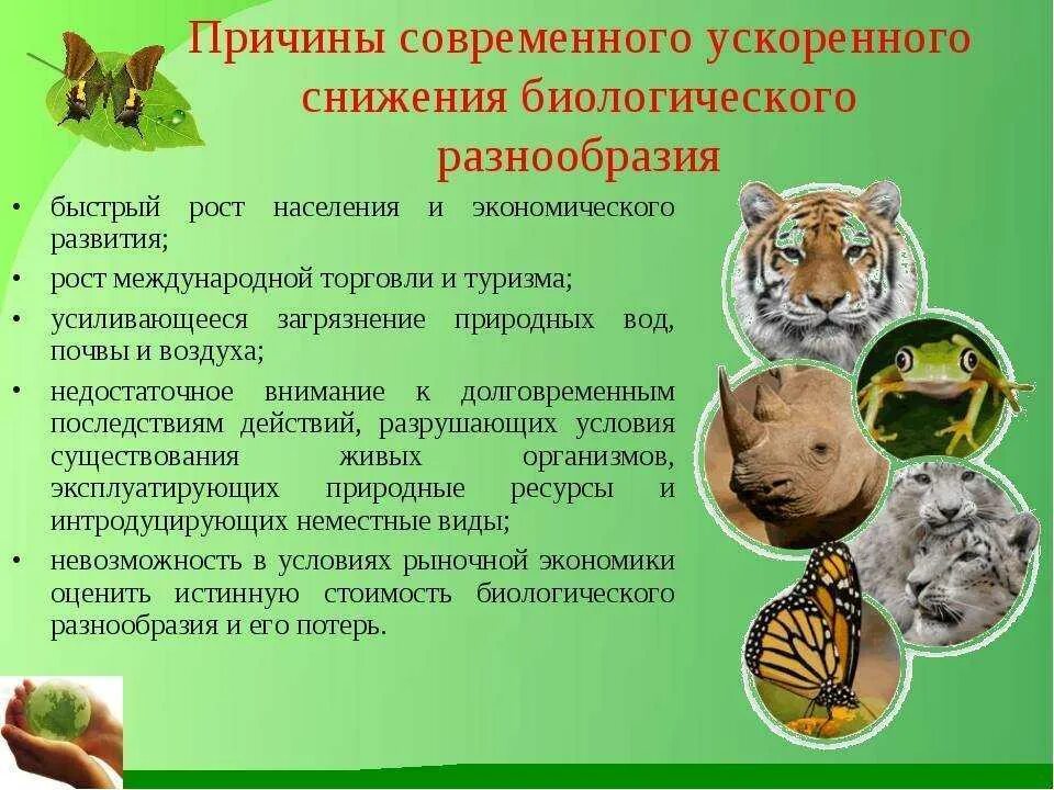 Снижение видового разнообразия. Разнообразие видов животных. Причины сохранения биоразнообразия. Сохранение биоразнообразия.