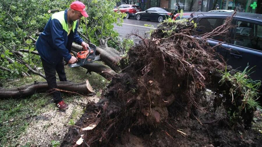 Ветер в москве деревья. В Москве ветер повалил деревья. В Москве упало дерево. Ураган вырывает деревья. Повалившееся дерево.