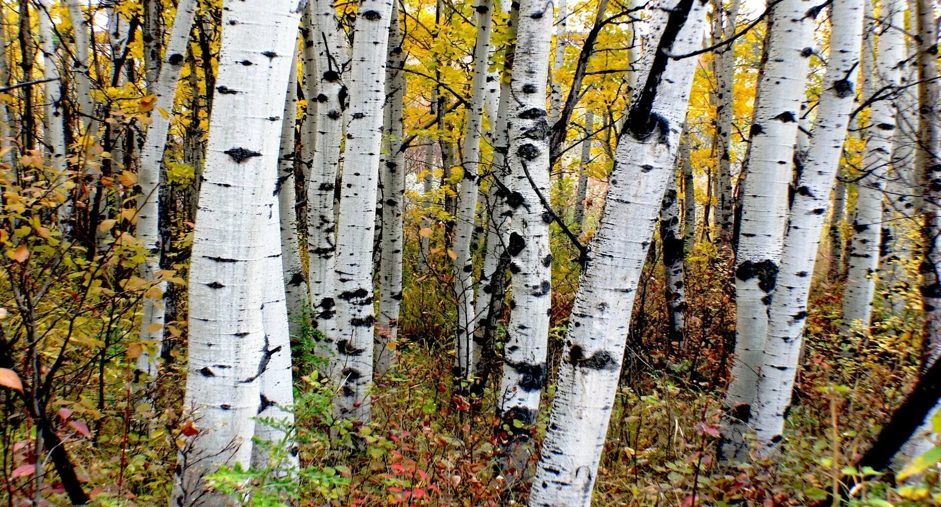 Красуются березки. Канадская береза. Береза Шмидта Betula schmidtii. Карельская береза осенью. Карелия роща карельской березы.