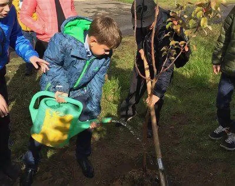 В школьном саду учащиеся обрезали