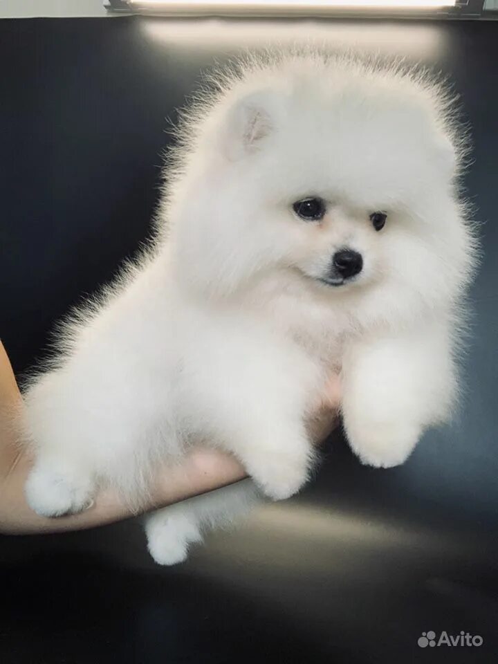 померанский шпиц без начеса. шпиц екатеринбург. шпиц цена в таре. клуб заводчиков карликовый шпиц екатеринбург. королевский шпиц щенок.